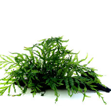 Bolbitis heudelotii auf Wurzel - Small, Aquarienpflanze...