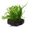 Bolbitis heudelotii auf Wurzel - Small, Aquarienpflanze auf Wurzel