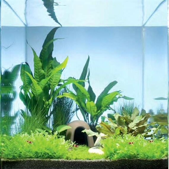 Nano Landschaft Java Paradise von Dennerle