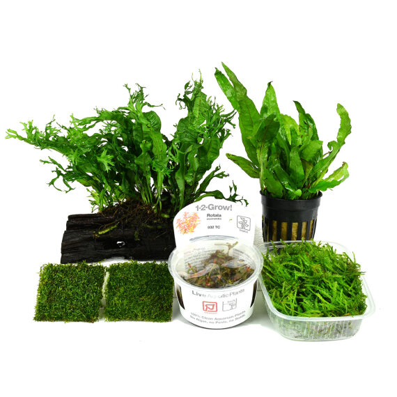 Nano-Landschaft - Microsorum Cube von Dennerle für 20 l NanoCube