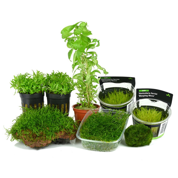 Nano-Landschaft - für Dennerle 20 l NanoCube