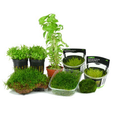 Nano-Landschaft - für Dennerle 20 l NanoCube