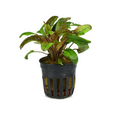 Flamingowasserkelch - Cryptocoryne spec. Flamingo getopft