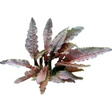 Flamingowasserkelch - Cryptocoryne spec. Flamingo getopft