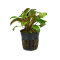 Flamingowasserkelch - Cryptocoryne spec. Flamingo getopft