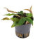 Flamingowasserkelch - Cryptocoryne spec. Flamingo getopft
