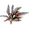 Flamingowasserkelch - Cryptocoryne spec. Flamingo getopft