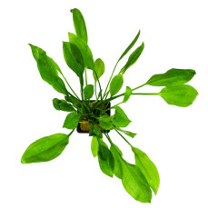Große Amazonaspflanze Echinodorus grisebachii...