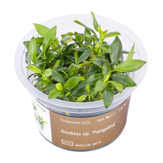 Anubias barteri var. nana Pangolino InVitro