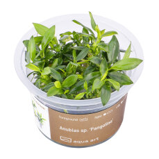Anubias barteri var. nana Pangolino InVitro