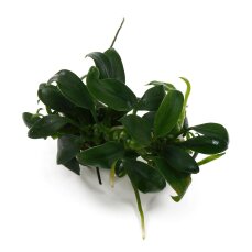 Anubias barteri var. nana Pangolino InVitro