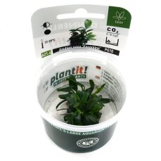 Anubias barteri var. nana Pangolino InVitro