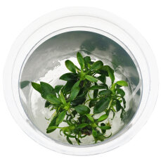 Anubias barteri var. nana Pangolino InVitro