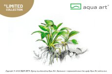 Anubias barteri var. nana Pangolino InVitro