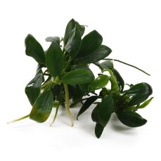 Anubias barteri var. nana Pangolino InVitro