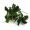 Anubias barteri var. nana Pangolino InVitro