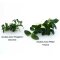 Anubias barteri var. nana Pangolino InVitro
