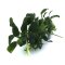 Anubias barteri var. nana Pangolino InVitro
