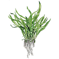 Microsorum pteropus Narrow 008A Topf