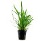 Microsorum pteropus Narrow 008A Topf