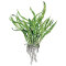 Microsorum pteropus Narrow 008A Topf