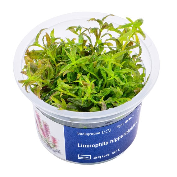 Limnophila hippuridoides - Tannenwedelähnlicher Sumpffreund InVitro