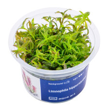 Limnophila hippuridoides - Tannenwedelähnlicher...