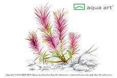 Limnophila hippuridoides - Tannenwedelähnlicher Sumpffreund InVitro