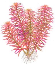 Limnophila hippuridoides - Tannenwedelähnlicher Sumpffreund InVitro