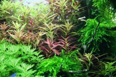 Limnophila hippuridoides - Tannenwedelähnlicher Sumpffreund InVitro