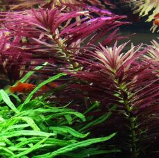 Limnophila hippuridoides - Tannenwedelähnlicher Sumpffreund InVitro