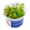 Limnophila hippuridoides - Tannenwedelähnlicher Sumpffreund InVitro