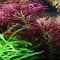 Limnophila hippuridoides - Tannenwedelähnlicher Sumpffreund InVitro