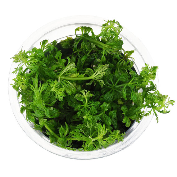 Limnophila sessiliflora- kleine Ambulie InVitro