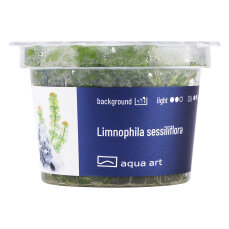 Limnophila sessiliflora- kleine Ambulie InVitro