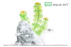 Limnophila sessiliflora- kleine Ambulie InVitro
