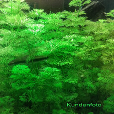 Limnophila sessiliflora- kleine Ambulie InVitro
