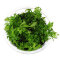 Limnophila sessiliflora- kleine Ambulie InVitro