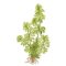 Limnophila sessiliflora- kleine Ambulie InVitro