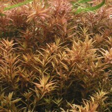 Rotala rotundifolia - Rundblättrige Rotala InVitro