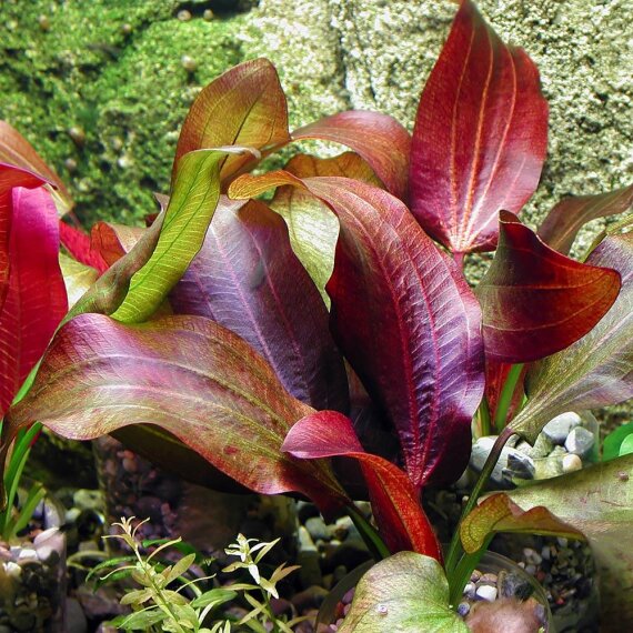 Echinodorus ipica - Rote Aquariumpflanze
