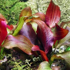 Echinodorus ipica - Rote Aquariumpflanze