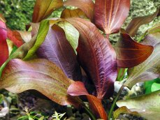 Echinodorus ipica - Rote Aquariumpflanze