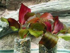Echinodorus ipica - Rote Aquariumpflanze