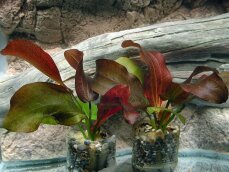 Echinodorus ipica - Rote Aquariumpflanze