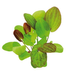 Echinodorus ipica - Rote Aquariumpflanze