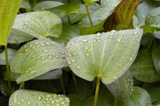 Echinodorus ipica - Rote Aquariumpflanze