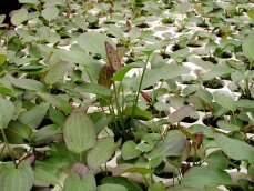 Echinodorus ipica - Rote Aquariumpflanze