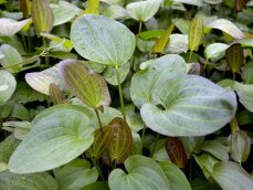 Echinodorus ipica - Rote Aquariumpflanze