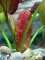 Echinodorus ipica - Rote Aquariumpflanze